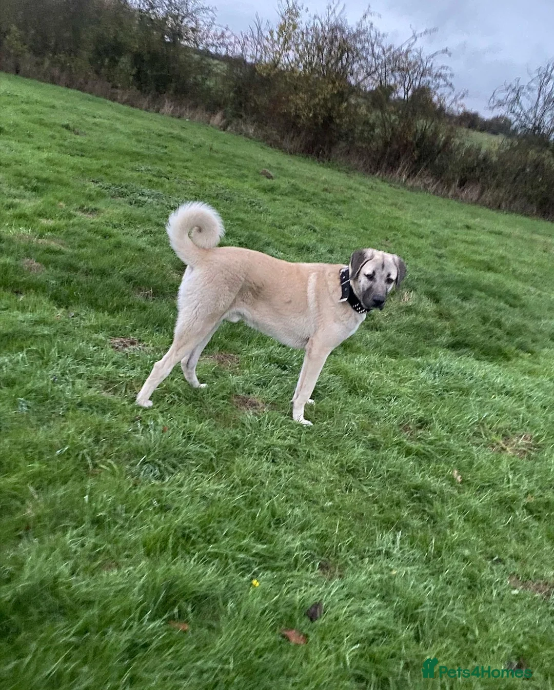 Turkish Kangal dogs for sale: Kangal male  - Advert 8