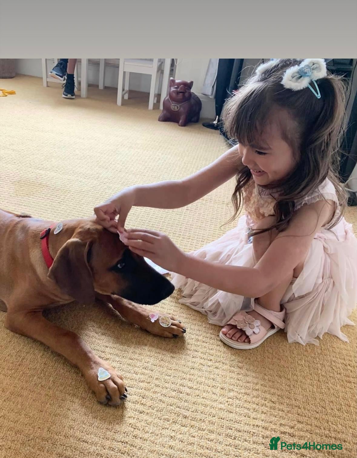 Rhodesian Ridgeback dogs for sale: Stunning KC Registered Rhodesian Ridgeback Puppies - Advert 16