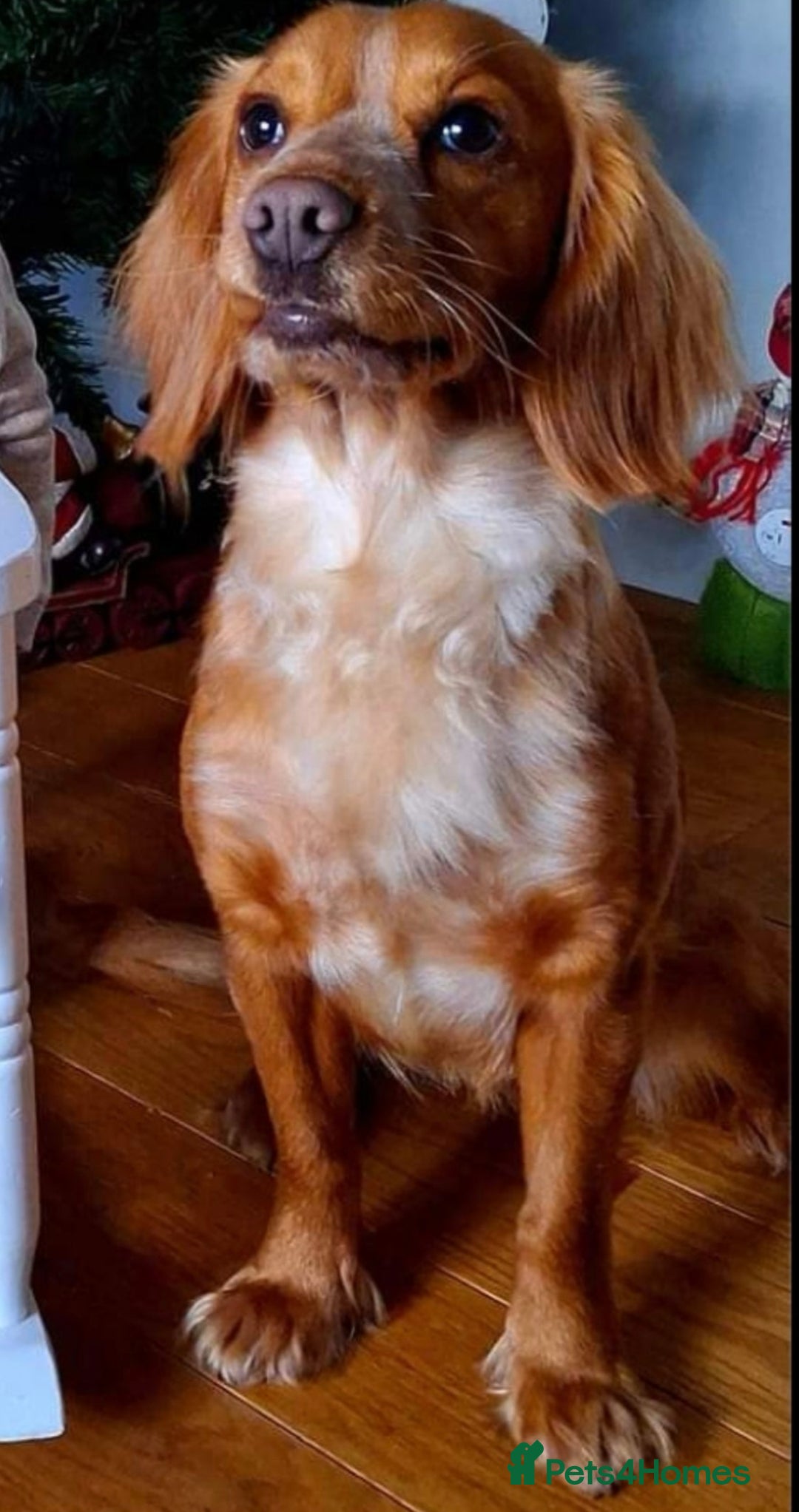 Mixed Breed dogs for sale: Beautiful puppy - Advert 1