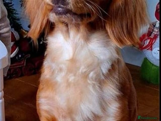 Mixed Breed dogs Beautiful puppy - Advert 4