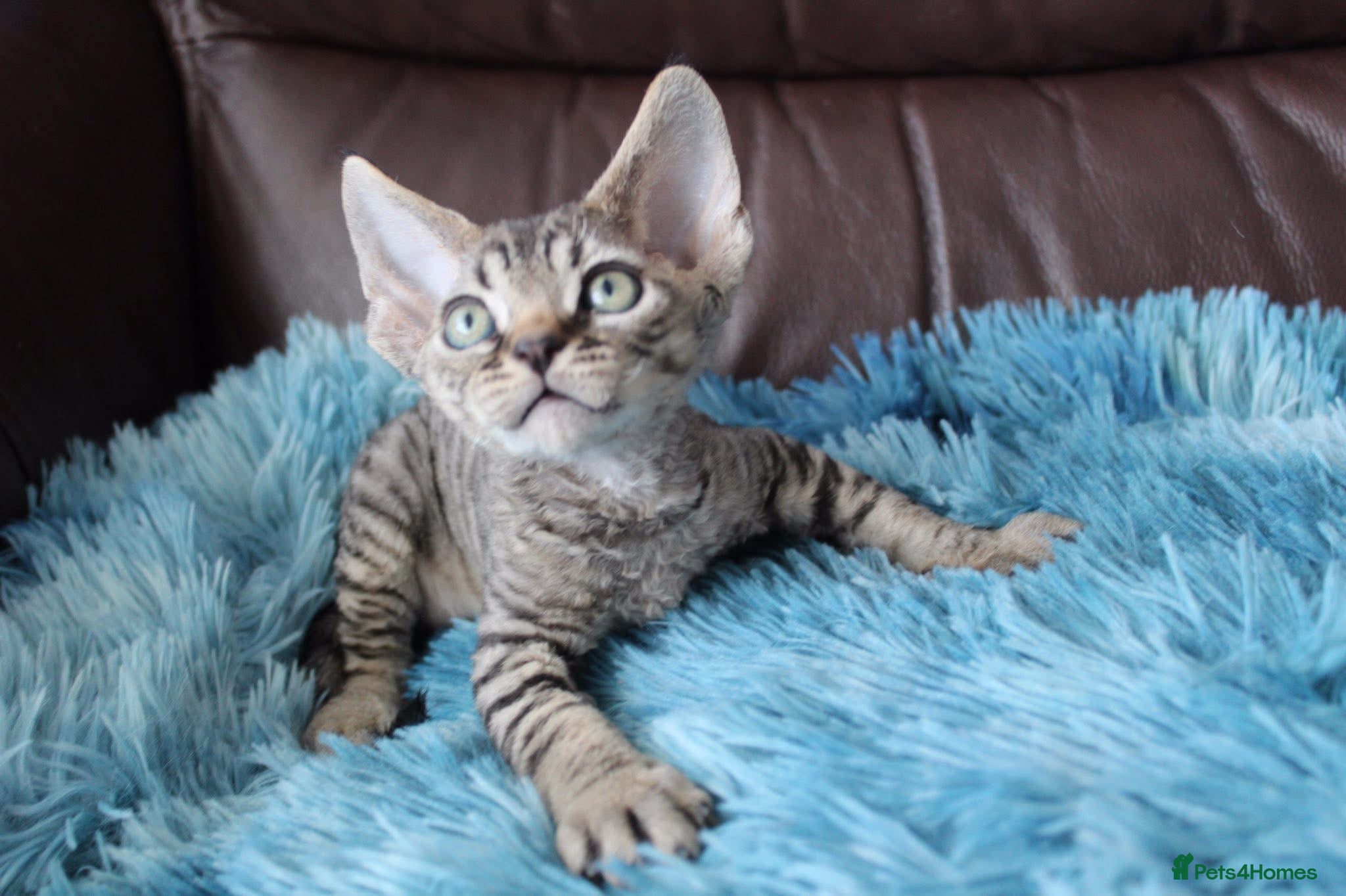 Devon Rex cats  GCCF Champion sired kittens ready now! - Advert 2