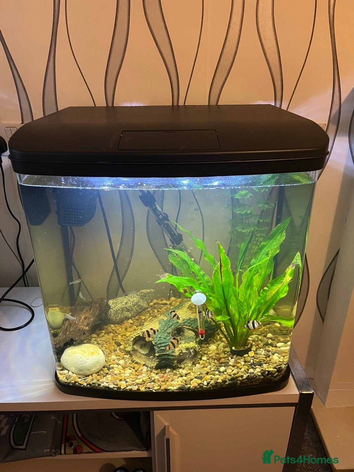 Barbs fish Fish tank and fish for sale  - Advert 1