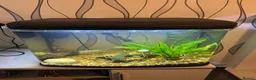 Barbs fish for sale: Fish tank and fish for sale  in Rotherham - Advert 1