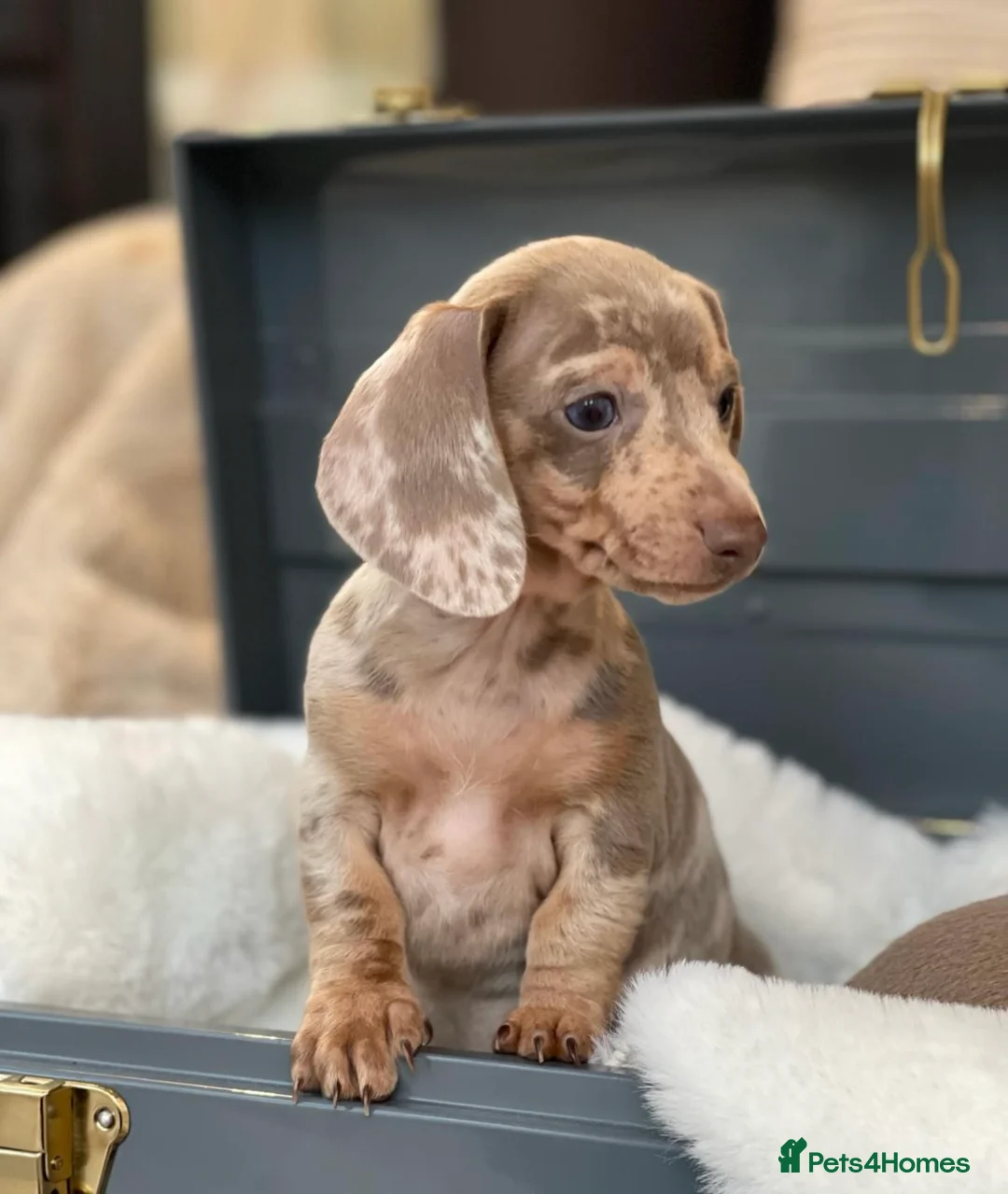 Miniature Dachshund dogs for sale: KC Miniature Female Isabella&Tan Dapple - Advert 4