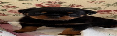 Rottweiler Puppy 2
