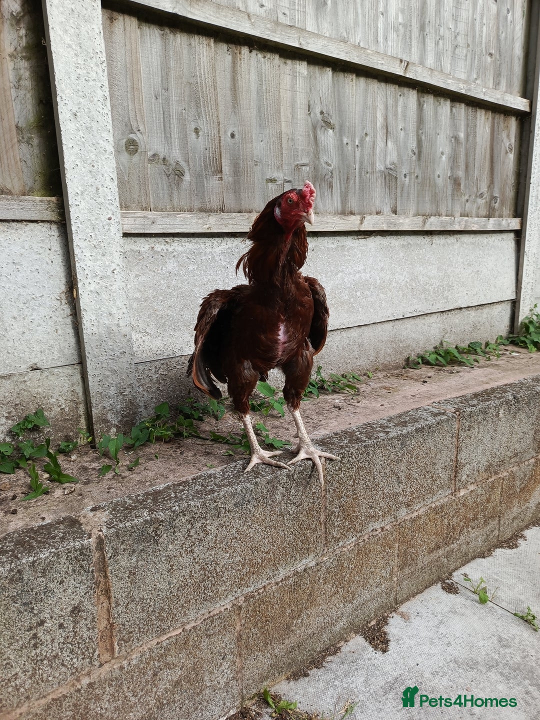 Chickens poultry for sale: Aseel Rooster - Image 3