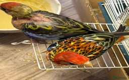 Parrots birds for sale: Spoon fed parrots for sale 10 12 weeks old  - Image 20