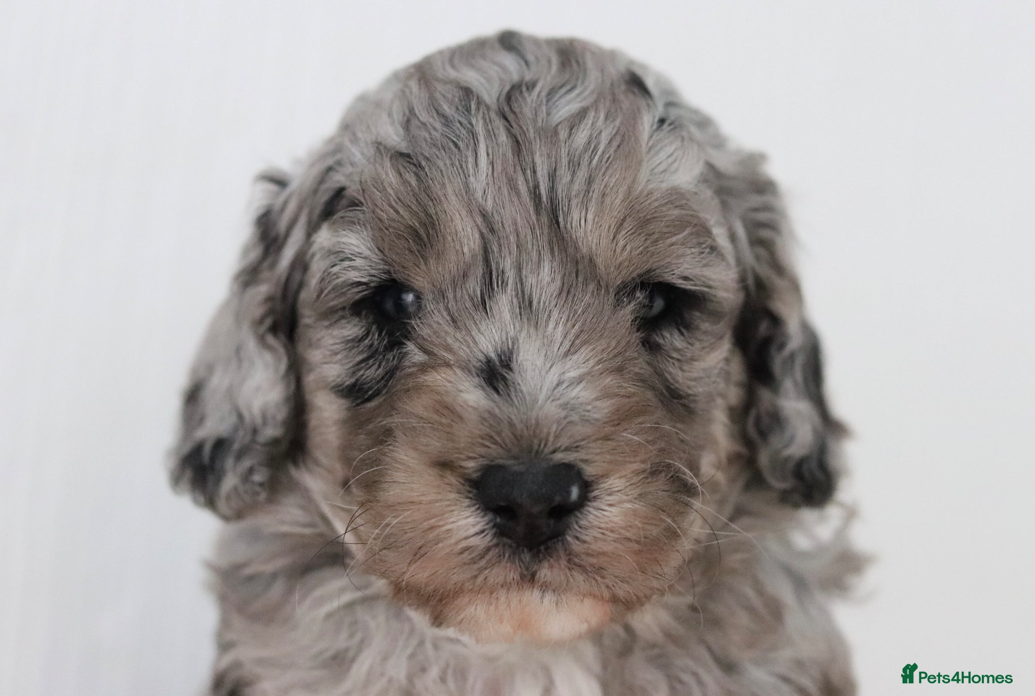 Cockapoo dogs Stunning Merle & phantom cockapoo litter - Advert 6
