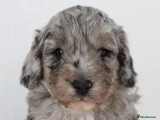 Cockapoo dogs Stunning Merle & phantom cockapoo litter - Advert 6