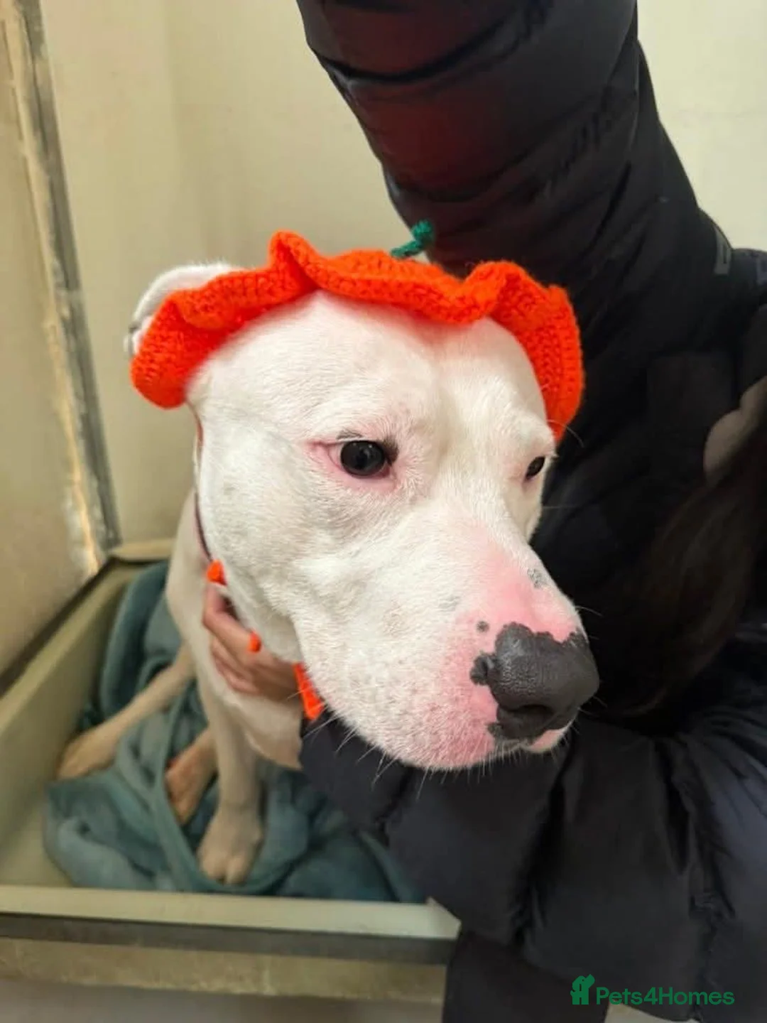 Mixed Breed dogs for adoption: Meet Aria, currently residing in Ormskirk  - Advert 13