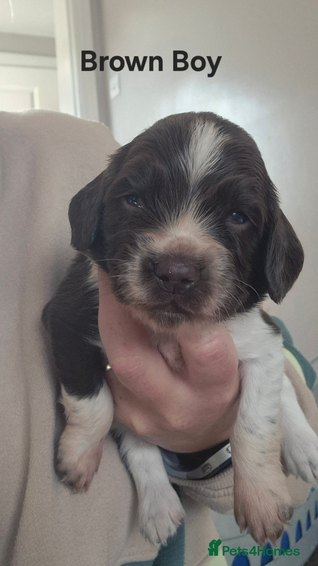 English Springer Spaniel dogs for sale: English Springer Spaniel Puppies  - Image 11