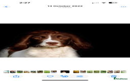 Sprocker dogs for sale: Beautiful Springer Spaniel KC Health Clear Parents - Image 14