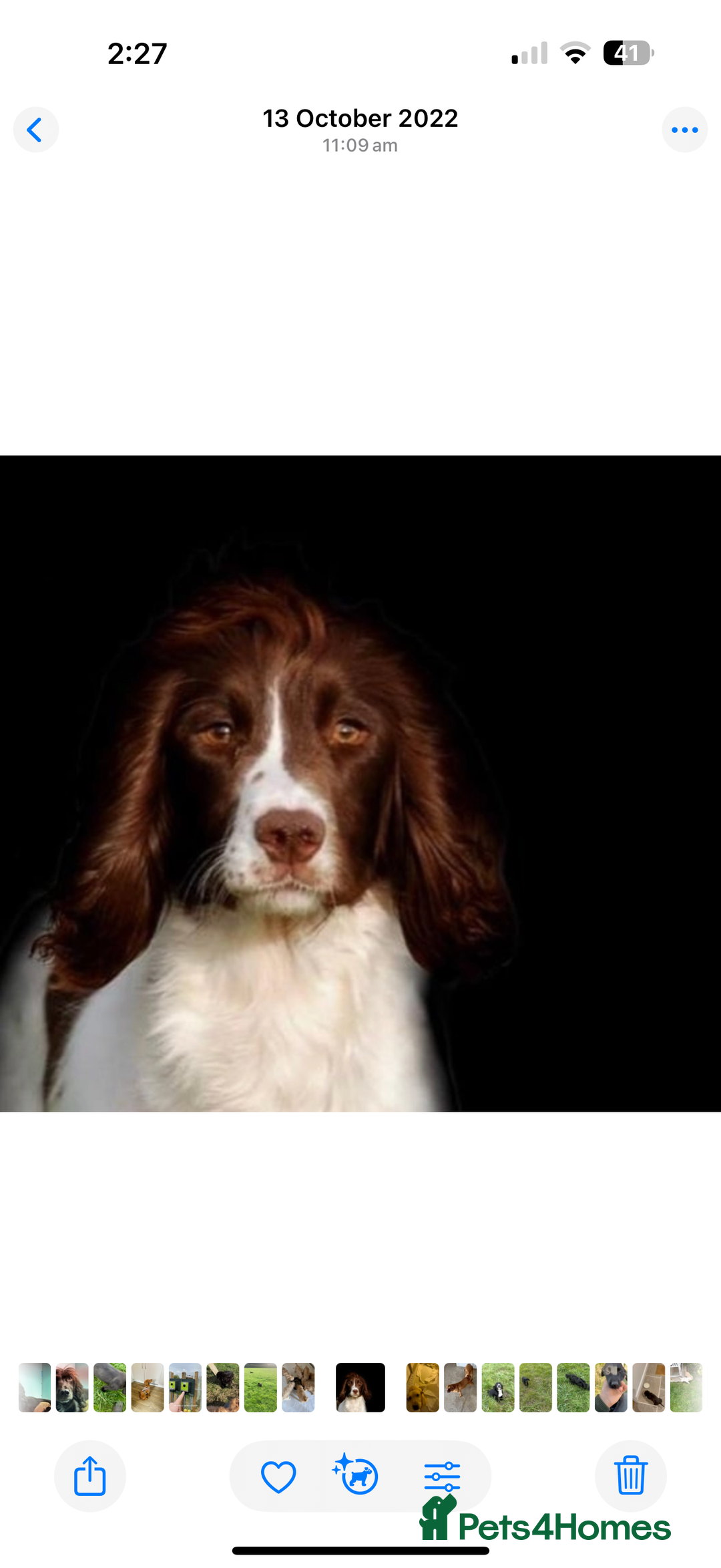 Sprocker dogs for sale: Beautiful Springer Spaniel KC Health Clear Parents - Image 14