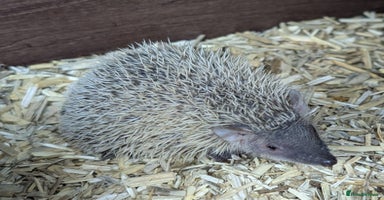 Pygmy Hedgehog rodents - Advert 11