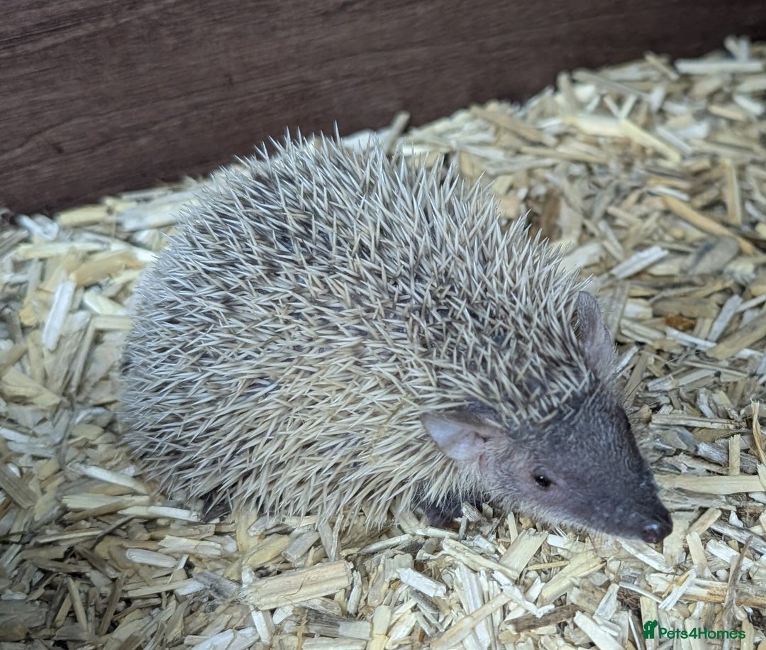 Pygmy Hedgehog rodents for sale: Baby Lesser Tenrecs available  - Image 3