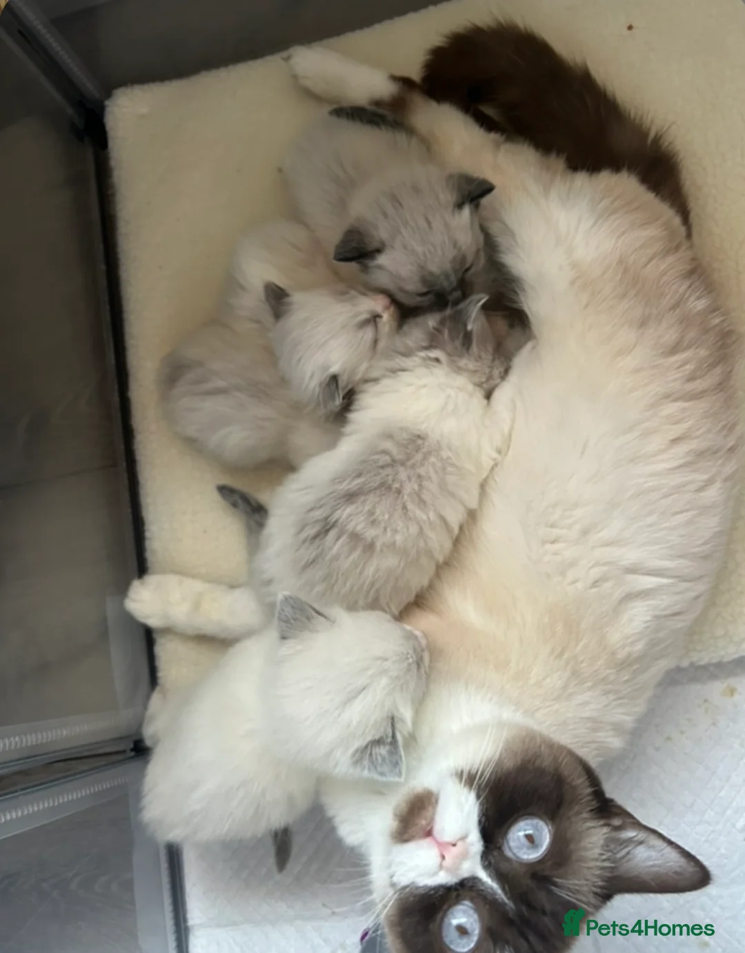 Ragdoll cats for stud: RAGDOLL STUD💙 - Advert 2