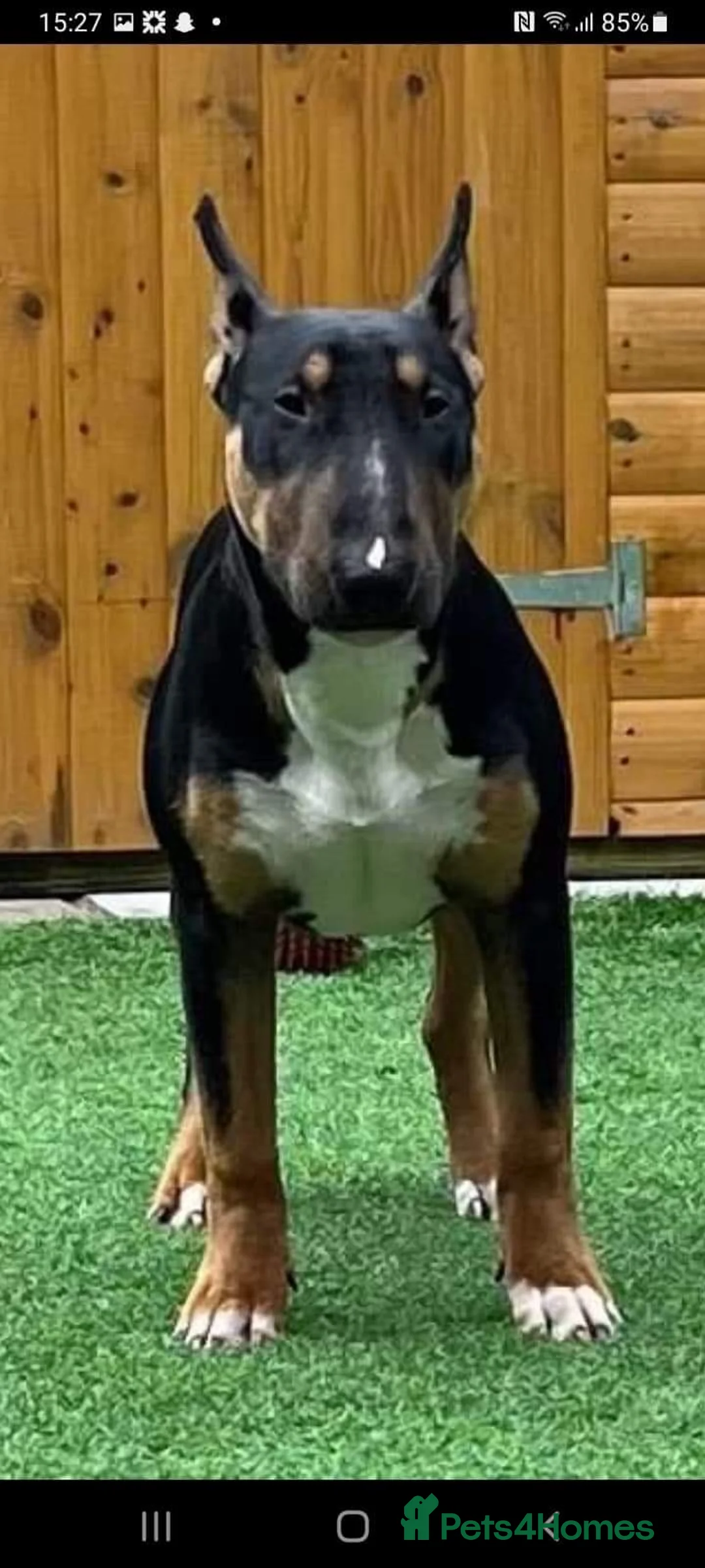 English Bull Terrier dogs for stud: KC REGISTERD ENGLISH BULL TERRIER SOLID BLACK TRI  in Nantwich - Advert 3