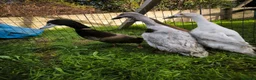 Ducks poultry for sale: Indian Runner X Khaki Campbell  - Advert 2