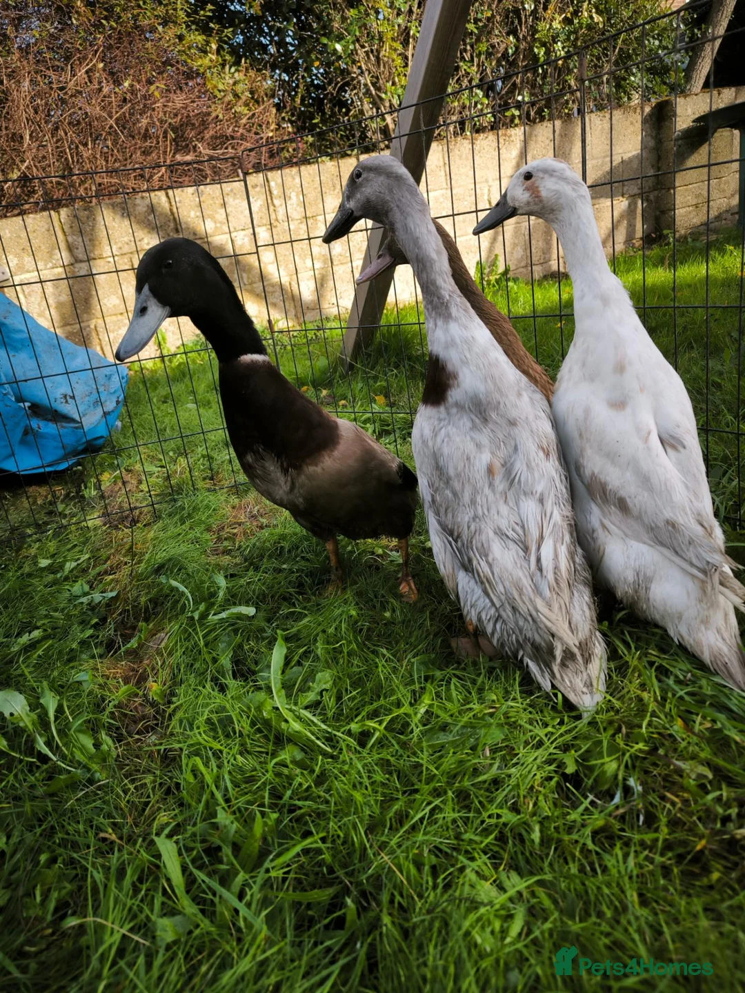 Ducks poultry for sale: Indian Runner X Khaki Campbell  - Advert 2