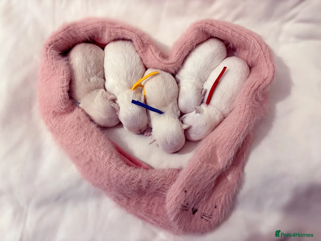 Chihuahua dogs for sale: KC registered beautiful chihuahua puppies - Advert 7