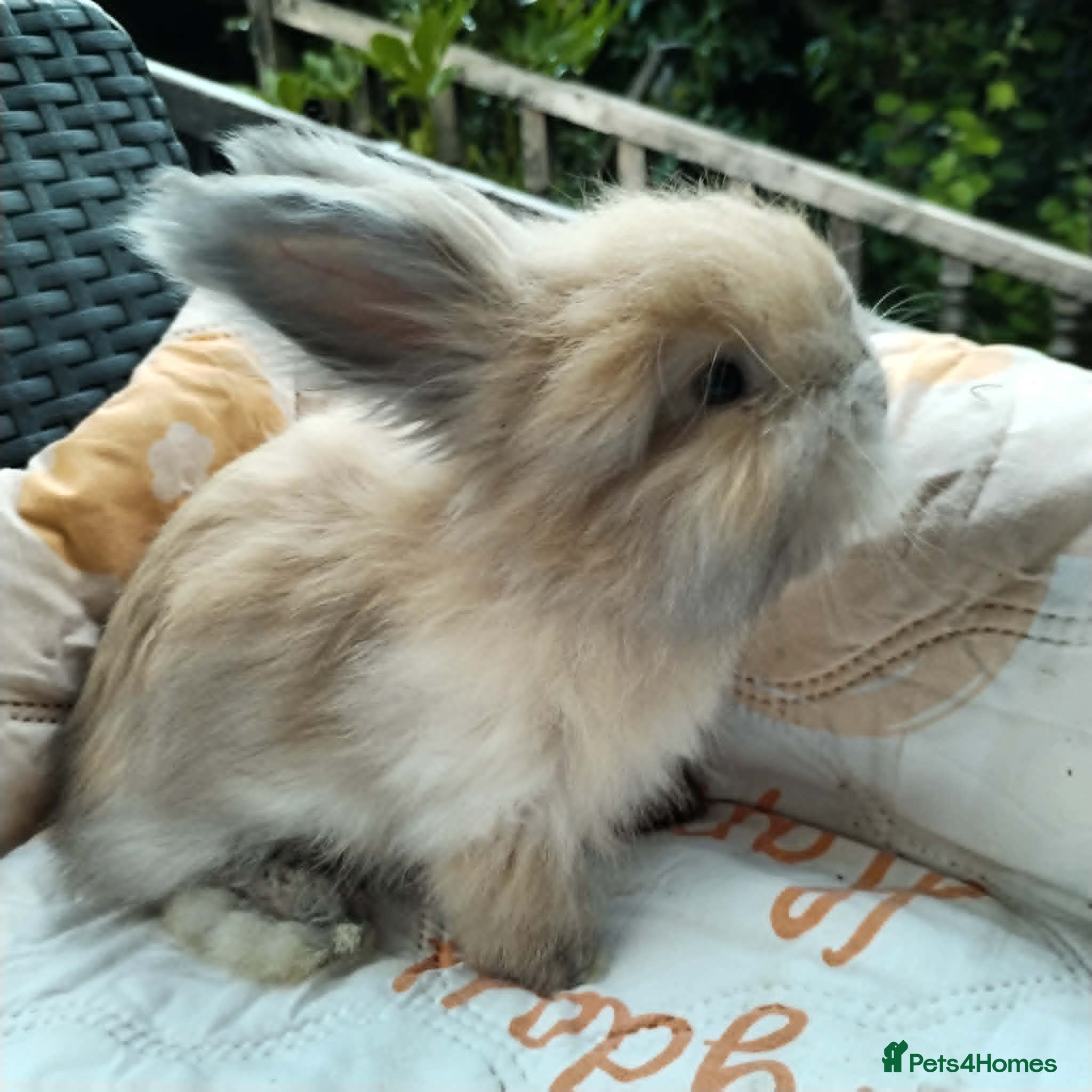 Angora rabbits English Full Face Angora Bunnies ***Boy - Advert 2