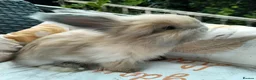 Angora rabbits for sale: English Full Face Angora Bunnies ***Boy in Stoke-on-Trent - Advert 2