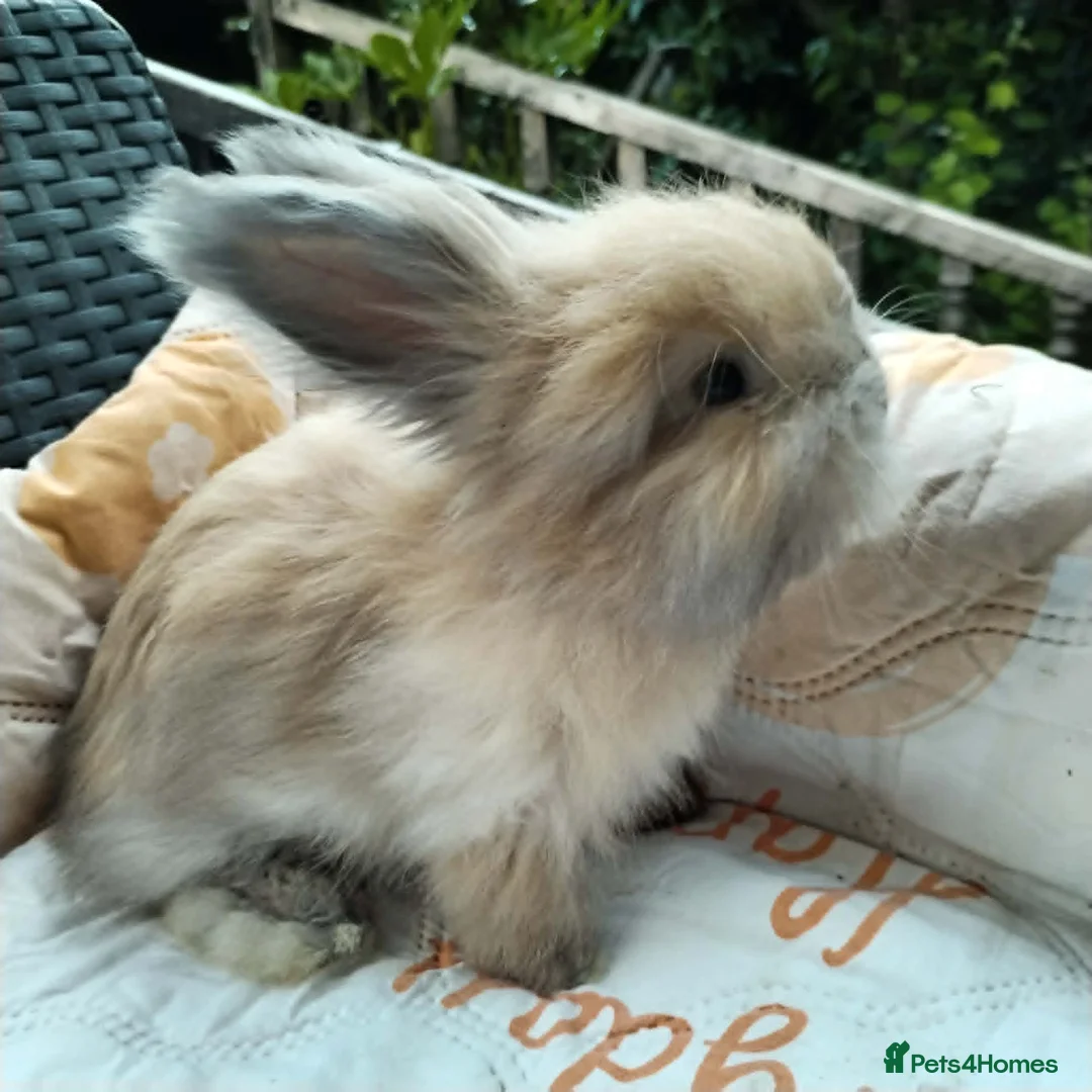Angora rabbits for sale: English Full Face Angora Bunnies ***Boy in Stoke-on-Trent - Advert 2
