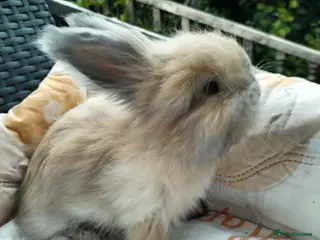 Angora rabbits English Full Face Angora Bunnies ***Boy - Advert 2