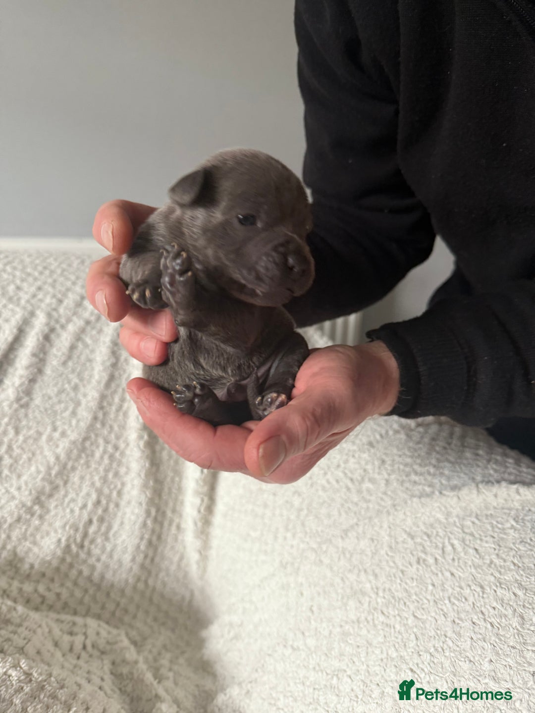 Staffordshire Bull Terrier dogs for sale: Six blue and black Staffordshire bull terriers  - Advert 13