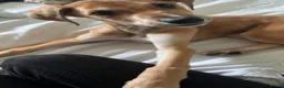 Lurcher dogs for sale: Whippet greyhound saluki  in Dorchester - Advert 11