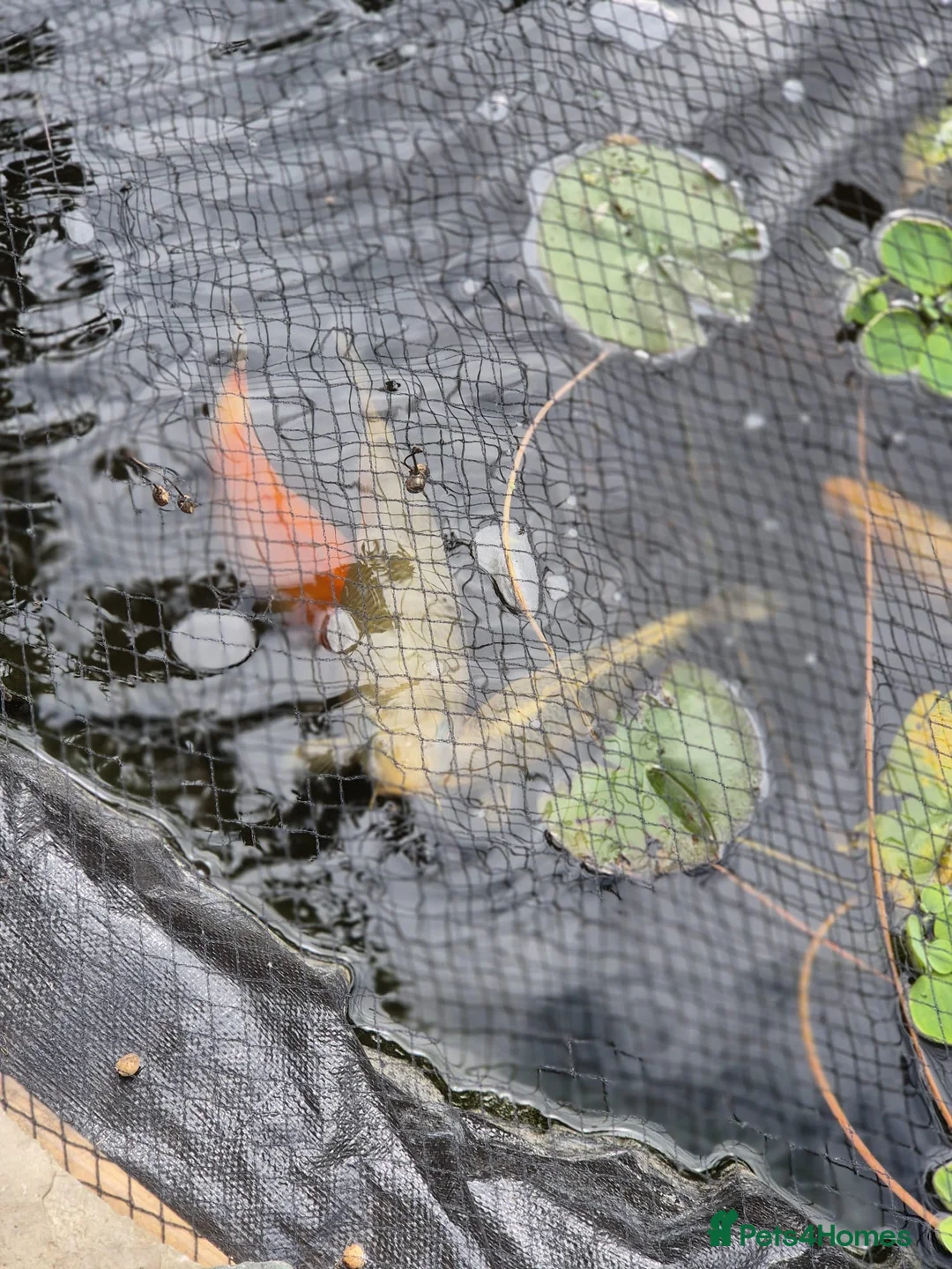 Koi Carp fish for sale: Various Koi’s looking for a new home. in Saint Asaph - Advert 4