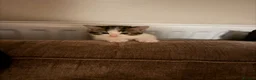 Mixed Breed cats for sale: 3 kittens half ragdoll, half domestic short hair  in Telford - Advert 6