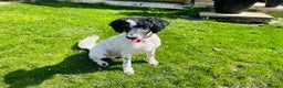 Standard Poodle dogs for stud: Standard party poodle in Marlborough - Advert 4
