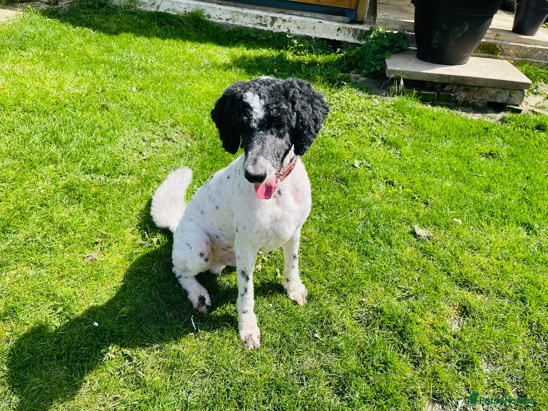 Standard Poodle dogs for stud: Standard party poodle in Marlborough - Advert 4