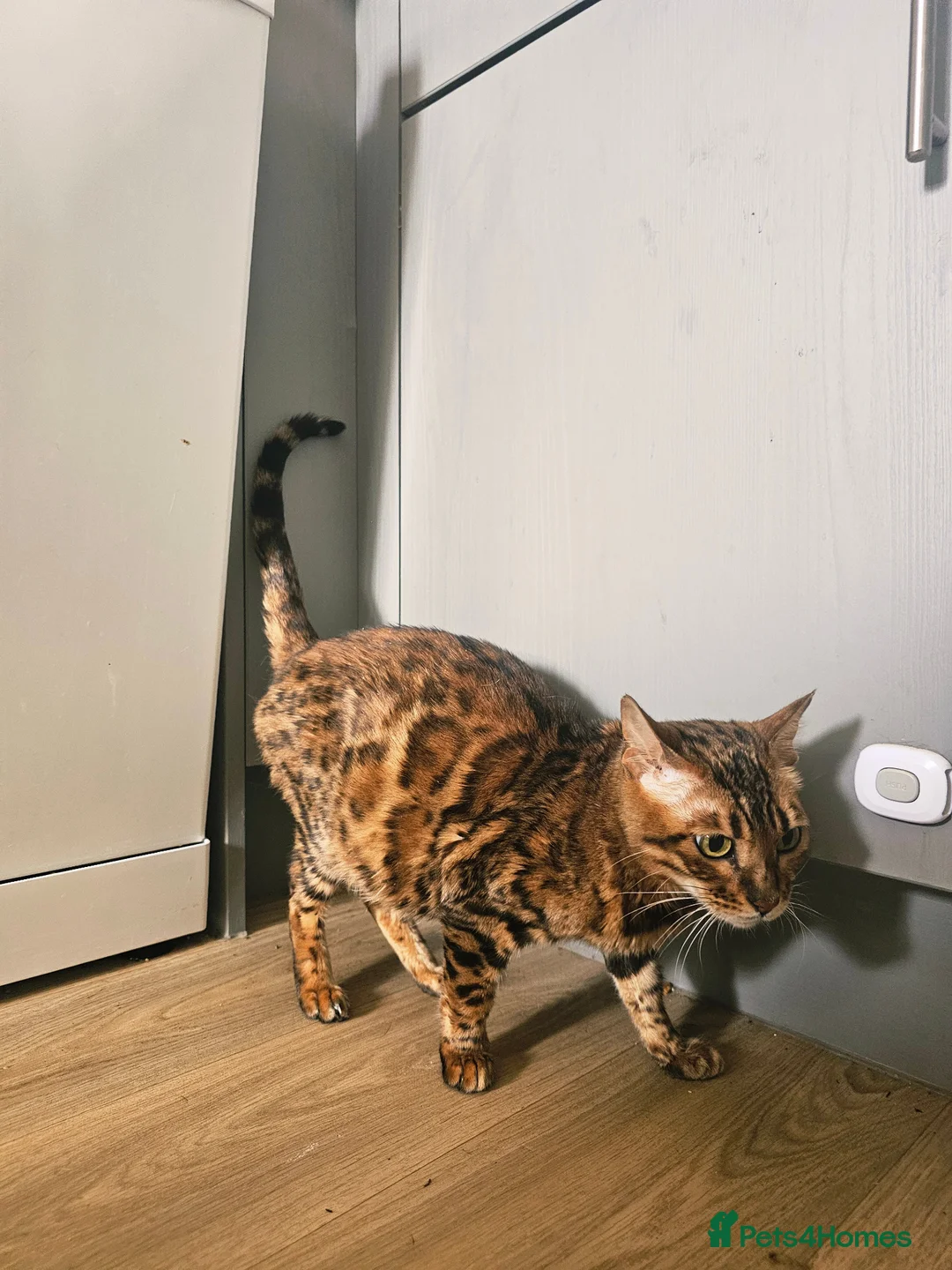 Bengal cats for sale: Adorable Snow Lynx Bengal Boy Kitten in Taunton - Advert 2