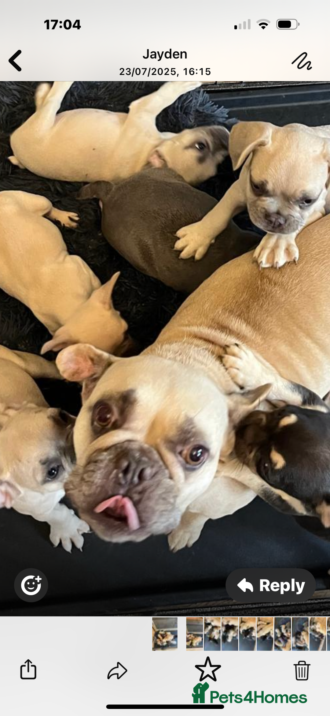 French Bulldog dogs for sale: French bulldog puppies ready now. - Image 16