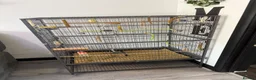 Canaries birds for sale: URGENT! 2 Male Canaries + Full Set up - Advert 4