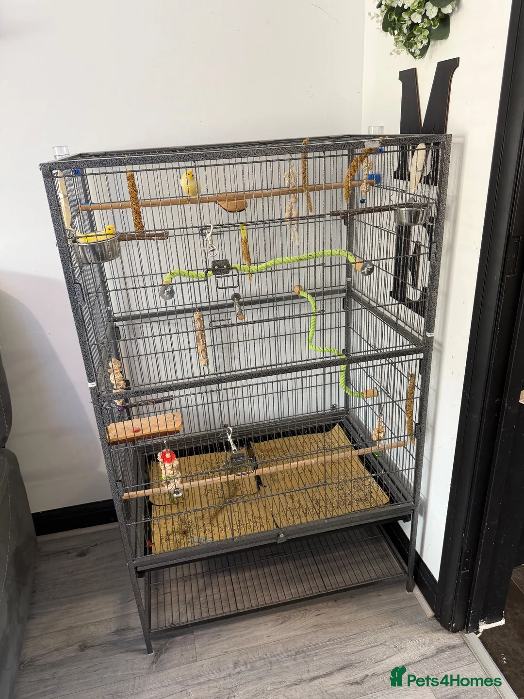 Canaries birds for sale: URGENT! 2 Male Canaries + Full Set up - Advert 4