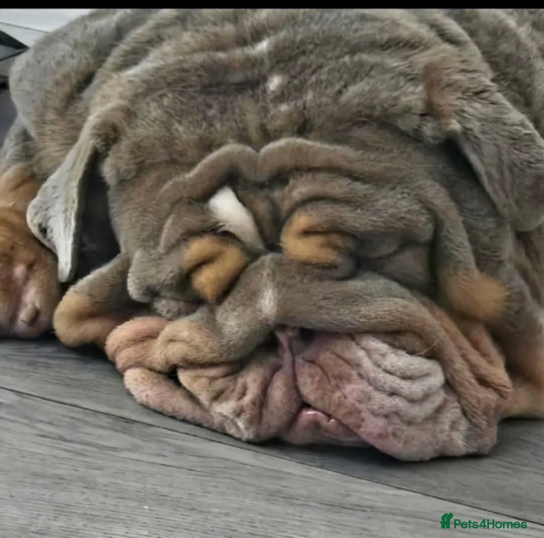 English Bulldog dogs for stud: Banksy  - Advert 3