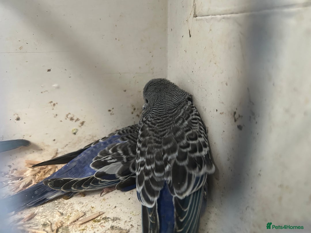 Budgerigars birds for sale: BUDGIES FOR SALE, all in good health - Image 18