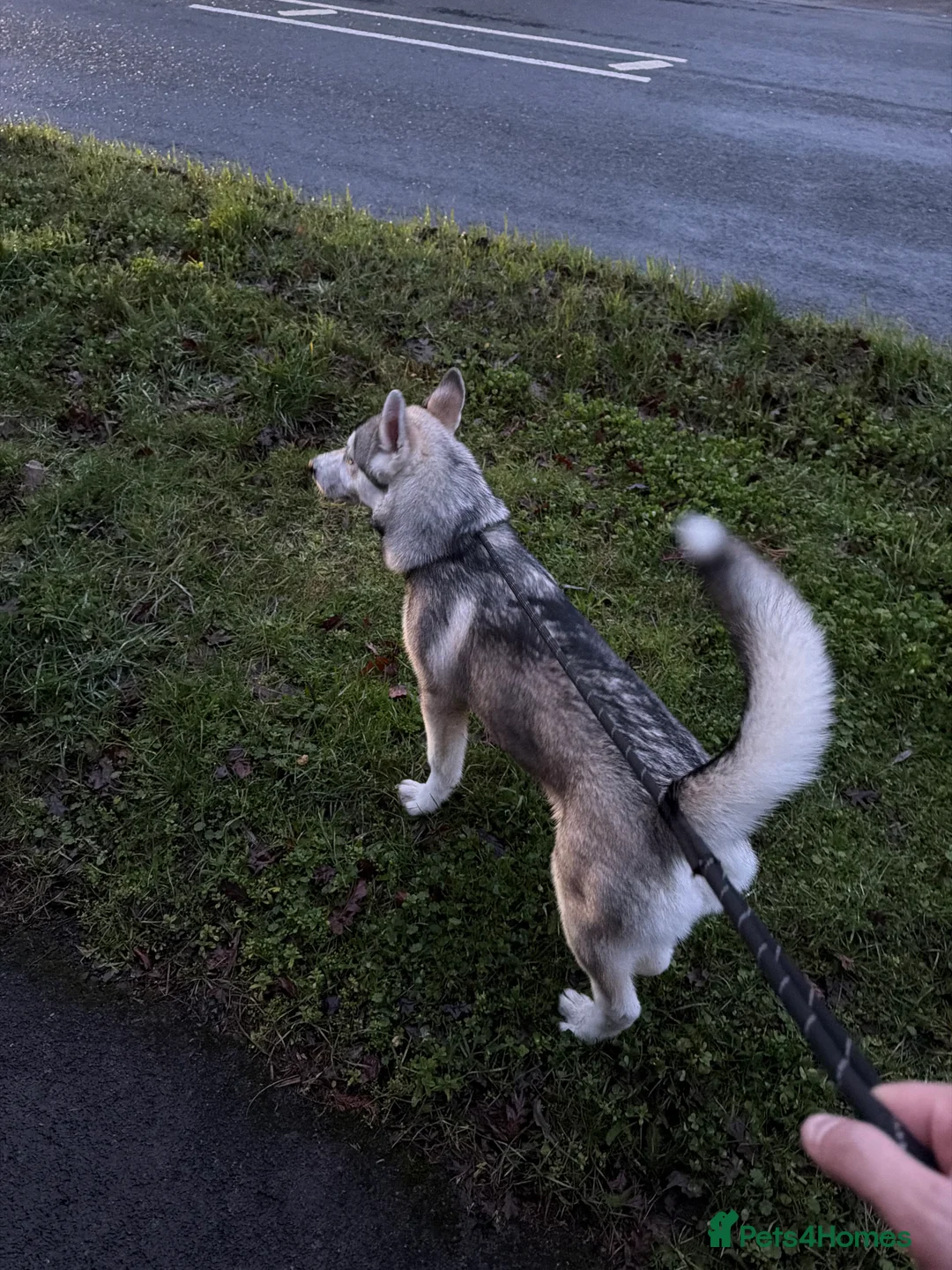 Utonagan dogs for sale: 5 month Alaskan Malamute X Siberian Husky - Advert 2