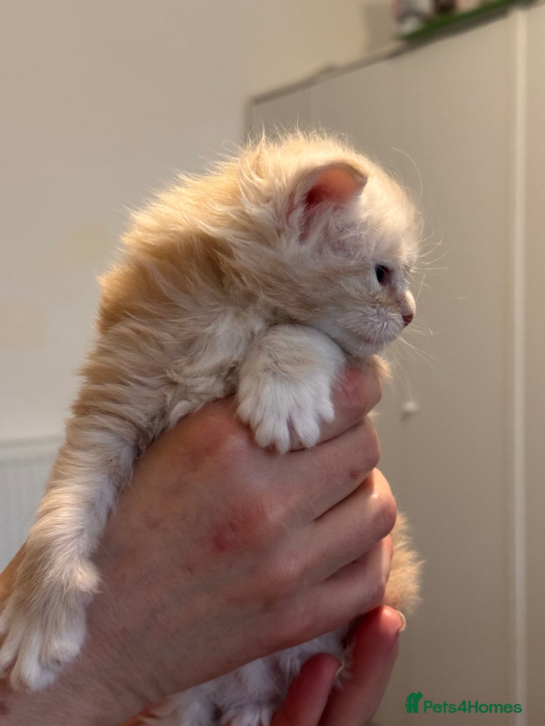 Maine Coon cats for sale: Gorgeous Shaded Line Maine Coon Kittens - Advert 15