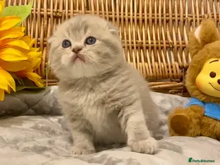 Scottish Fold cats 🧸EXTREMELY RARE TICA FAWN SCOTTISH/BSH 😻🧸 - Advert 3