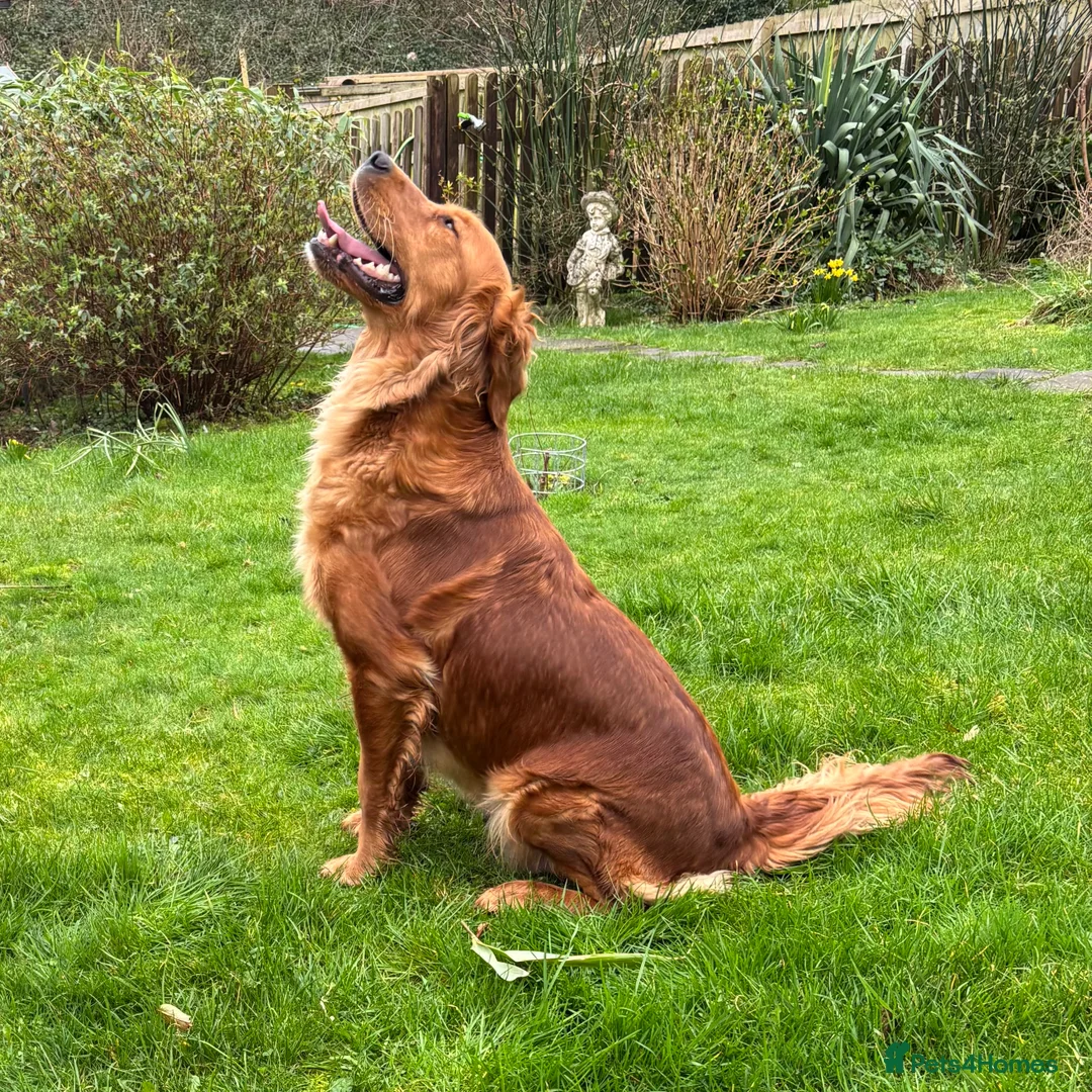 Golden Retriever dogs for sale: FOX RED PUPPIES Golden Retriever KC REG - Advert 20