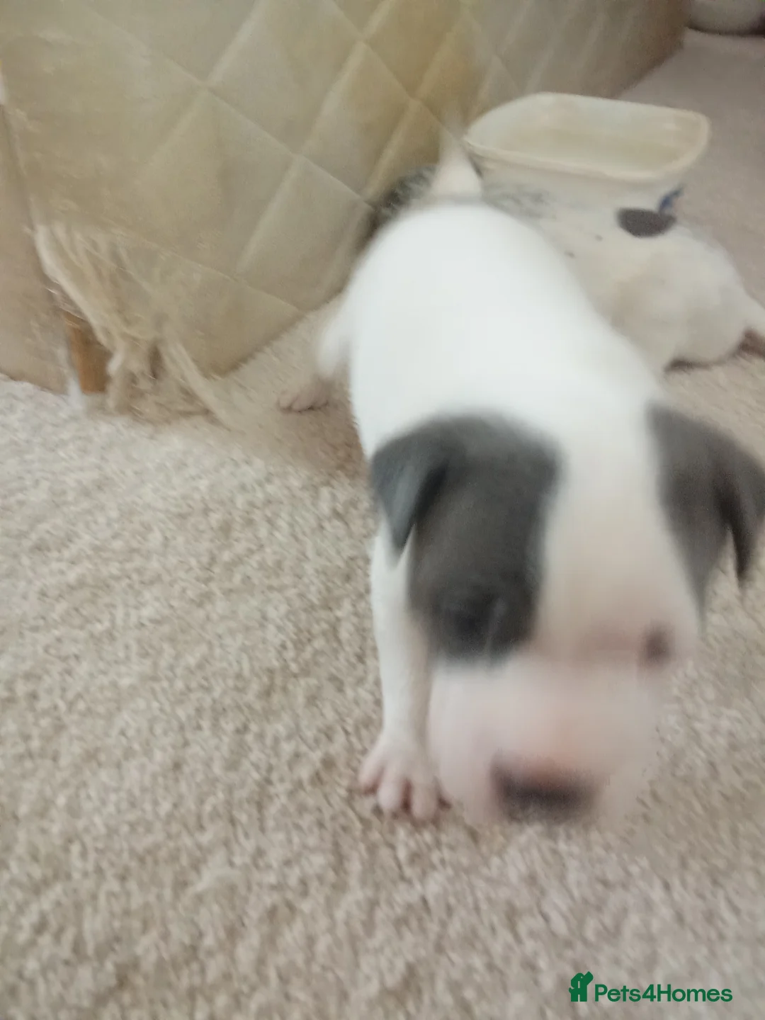 Mixed Breed dogs for sale: Blue and white sharpei pei cross staffies  in Pontefract - Advert 7