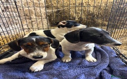 Mixed Breed dogs for sale: JacksHund Puppies  - Image 5