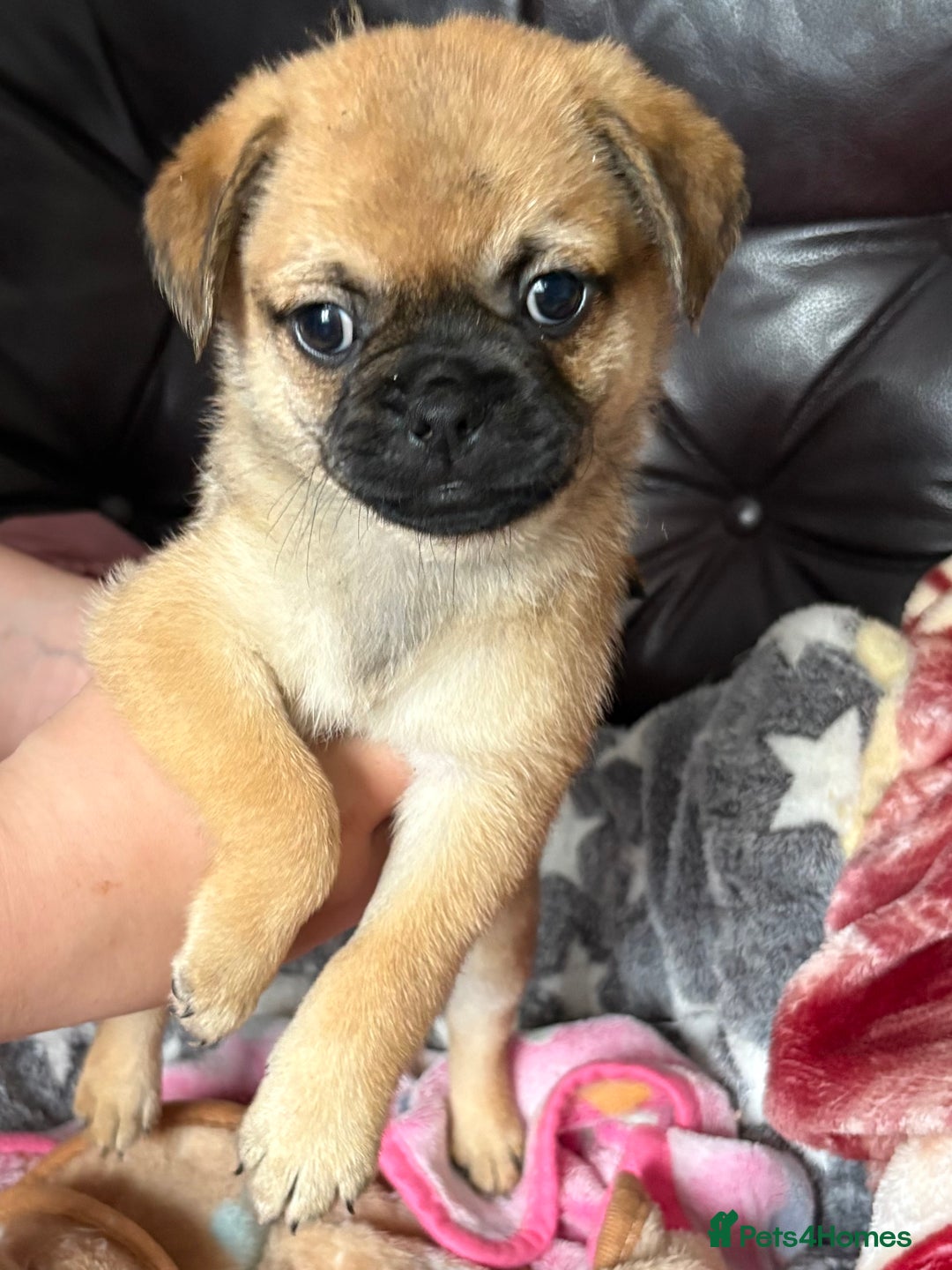Mixed Breed dogs for sale: a Paperanian cross Pug  - Image 2