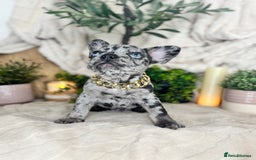 French Bulldog dogs for sale: Merle french bulldogs  - Image 5