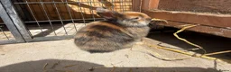Mixed Breed rabbits for sale: Lion head cross rabbits  - Advert 7