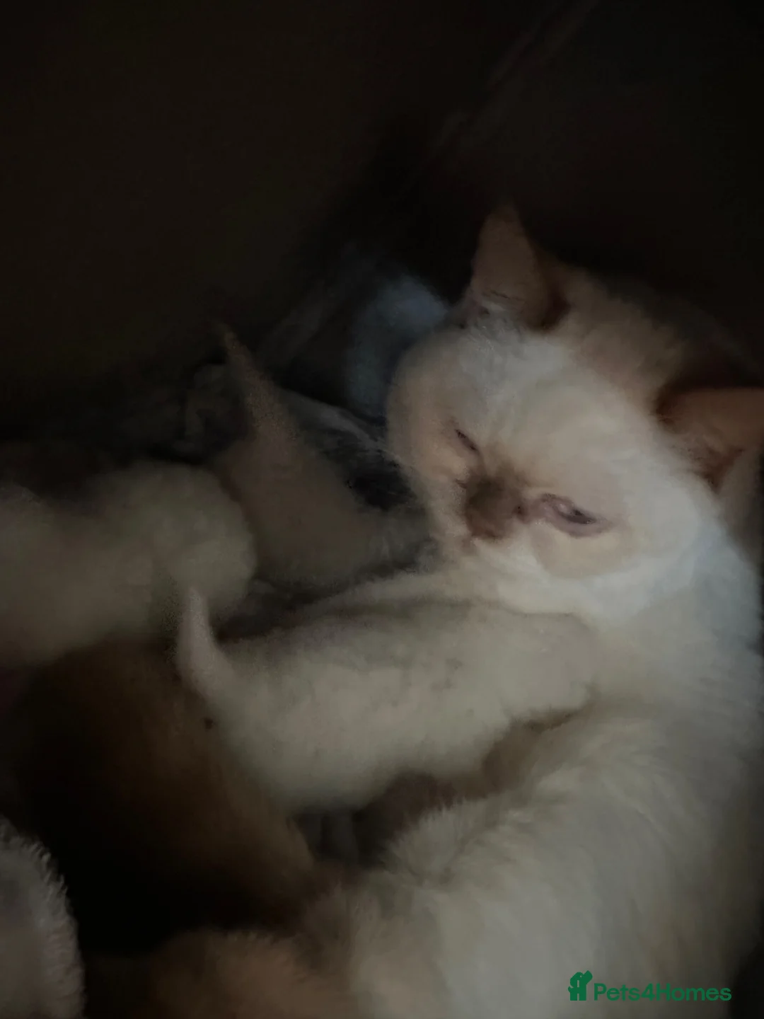 British Shorthair cats for sale: British shorthair rare colour  - Advert 2